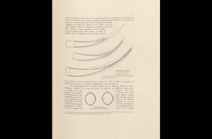 Copy of a drawing of a cross section of an elephant tusk and the outline of a horn cut out from it (Notes analytiques sur les collections ethnographiques du Musée du Congo, Brussels, 1902, tome 1, fascicule 1, p. 93)